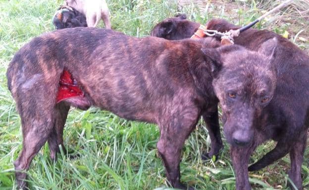 Herida provocada por un jabalí durante una cacería en Ribadedeva a un perro de la raza ‘villano’. 