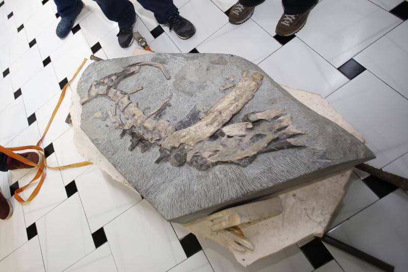 Un equipo de científicos del Museo del Jurásico de Asturias se han desplazado a un hospital veterinario de Gijón para escanear huesos de dinosaurios fosilizados. El objetivo es hacer una reconstrucción en tres dimensiones de los mismos, así como estudiar la posibilidad de sacar los restos de las rocas. 
