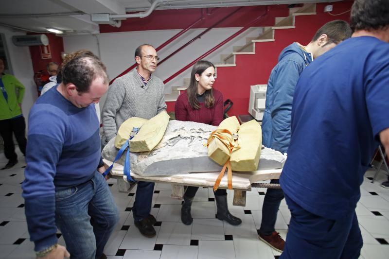 Un equipo de científicos del Museo del Jurásico de Asturias se han desplazado a un hospital veterinario de Gijón para escanear huesos de dinosaurios fosilizados. El objetivo es hacer una reconstrucción en tres dimensiones de los mismos, así como estudiar la posibilidad de sacar los restos de las rocas. 