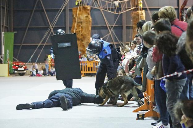 Arriba, un momento de la exhibición en Mercaplana con un ejercicio de defensa. A la izquierda, uno de los perros de la Unidad Canina rastrea en busca de drogas. 