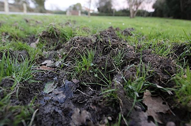 Daños causados por el jabalí en una finca de La Providencia junto a la carretera. 