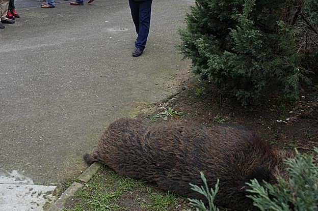 El jabalí, de gran tamaño, tendido ayer sobre la calle de José Artesano tras ser abatido. 