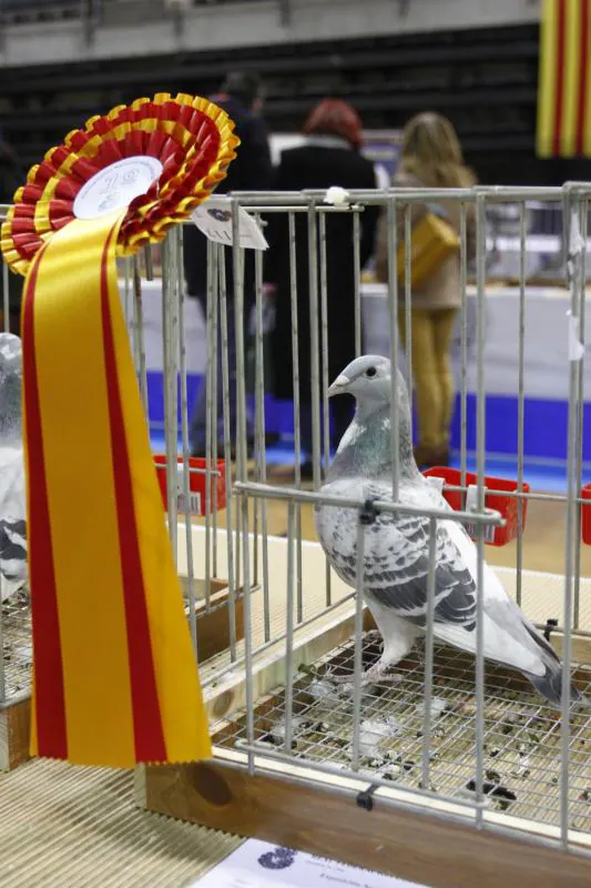 Centenares de palomas mensajeras se exponen este fin de semana en el polideportivo de El Quirinal en la XLIII Exposición y Jornada Nacional de la Paloma mensajera