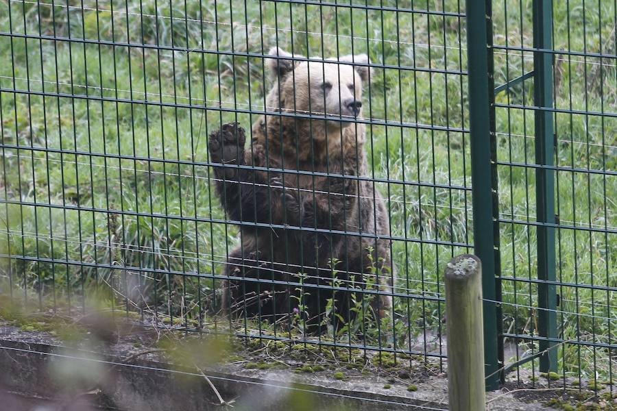 La soledad de la osa Paca en el cercado tras la muerte de Tola