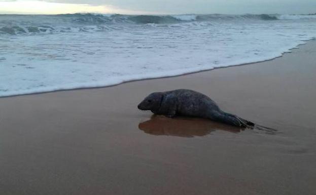 Foca gris rescatada en una playa de la costa oriental de Asturias