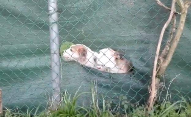 Denuncia contra el dueño de uno de los perros abandonados en Corvera