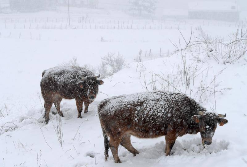 Las precipitaciones en forma de nieve llegarán a cotas de entre 400 y 600 metros