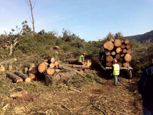 Los operarios recogen los pinos talados en el sistema dunar de la Resarva Natural Parcial de Barayo. 