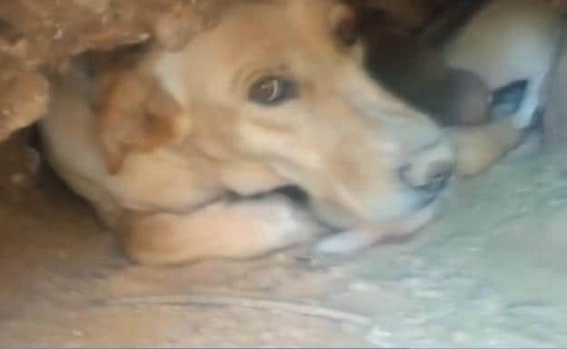 Detenidas tres personas por sepultar vivos a nueve cachorros