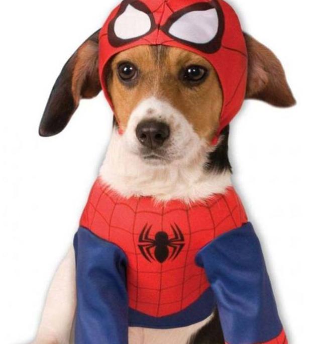 Spiderman para perro.