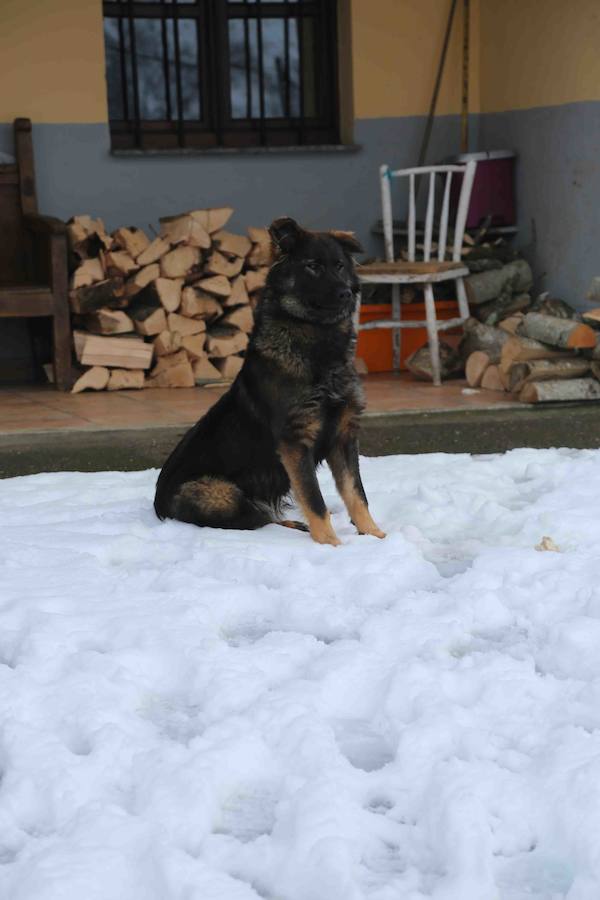 El concejo de Amieva se encuentra cubierto de un manto blanco tras las últimas nevadas, que dejan estas imágenes