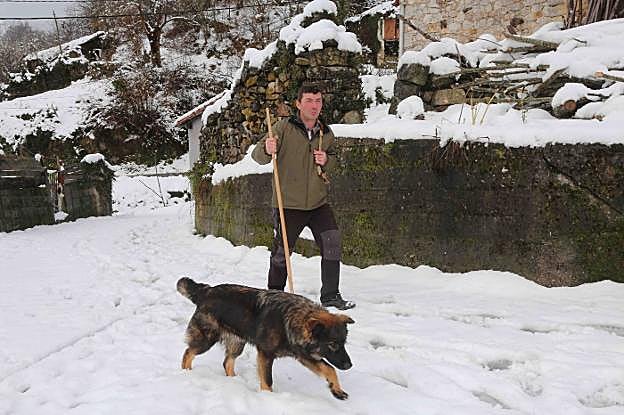 Juan José García y su perro 'Zar' regresan de cebar al ganado en San Román, en Amieva. 