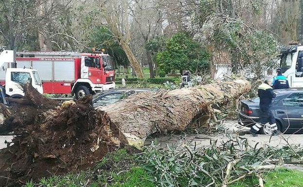 La caída de un árbol en el 'Kilometrín' corta al tráfico la avenida de El Molinón, en Gijón