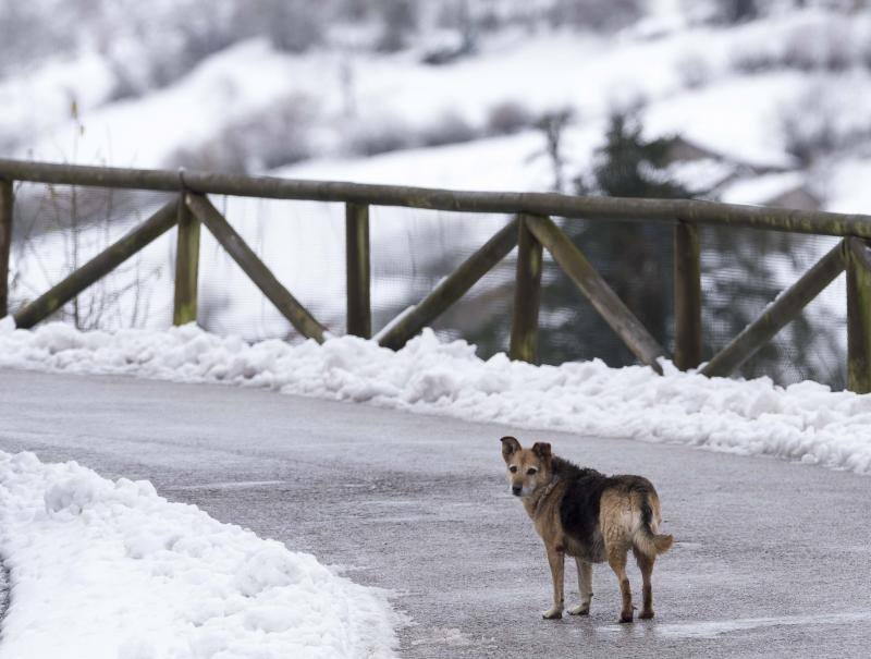 Los concejos del Suroccidente y los Valles Mineros son los más afectados por las intensas nevadas de los últimos días que, no obstante, han hecho acto de presencia en cotas más bajas.