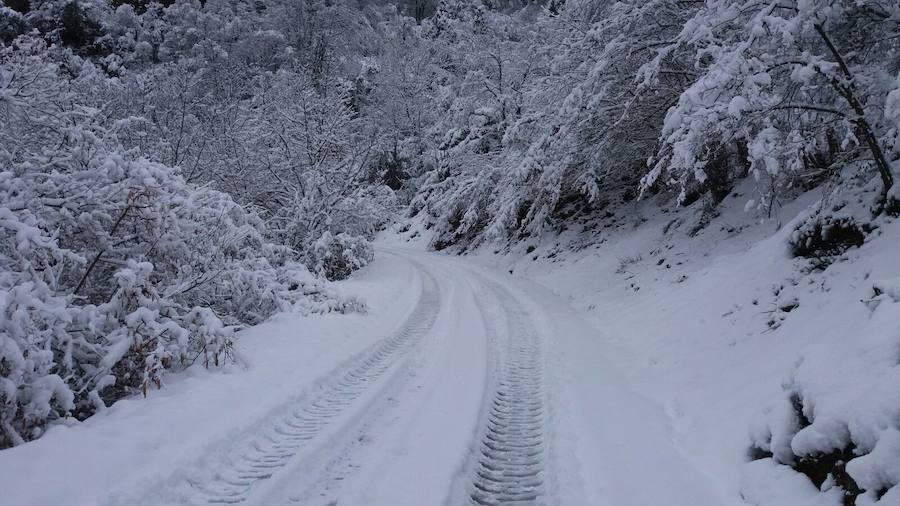 La nieve ha cubierto de un manto blanco gran parte del Suroccidente de Asturias, donde ha dejado importantes problemas en comunicaciones e infraestructuras eléctricas. Una de las vías con mayores complicaciones es el puerto de Leitariegos, en Cangas del Narcea.