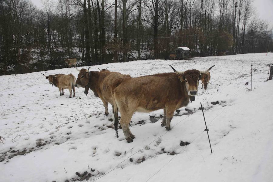 Localidades del Oriente de Asturias como Tielve o La Robellada están bajo un manto blanco. Las carreteras presentan cuantiosos problemas y el riesgo de aludes es importante en puntos como Sotres. 