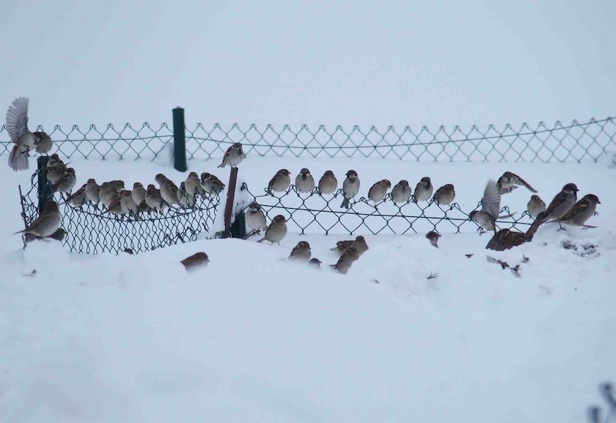 Más de un metro de nieve rodea el acceso de Sotres, en el concejo de Cabrales. El paso quedó cerrado ayer por aludes, cuyo riesgo de caída sigue siendo muy alto.