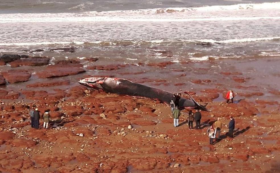 Aparece una ballena muerta en la playa Arenal de Morís, en el concejo de Caravia.