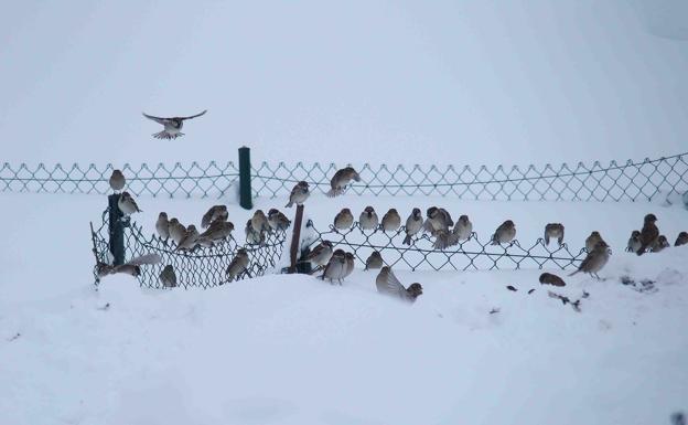 Imagen. Varios pájaros sobre el cercado de un terreno en Sotres. 