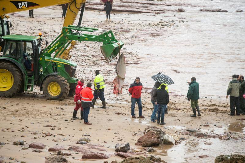 Técnicos de Cogersa estudian diferentes maneras de llevarse el cetáceo de 18 metros que apareció en el Arenal de Morís este miércoles