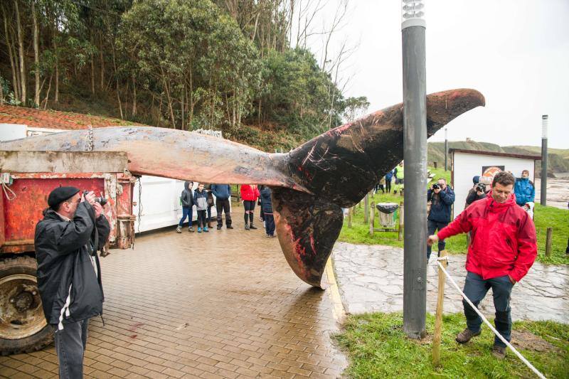 Técnicos de Cogersa estudian diferentes maneras de llevarse el cetáceo de 18 metros que apareció en el Arenal de Morís este miércoles