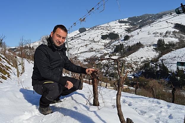 José María Martínez muestra la resistencia de la viña. 