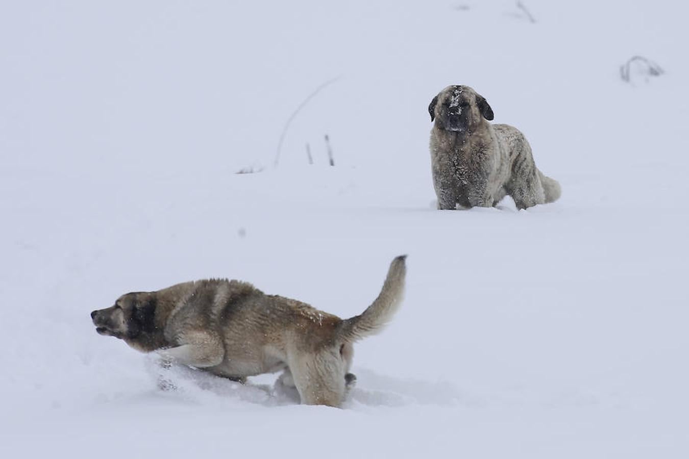 Las grandes imágenes que deja el temporal en Asturias