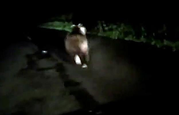 El oso, grabado desde el vehículo de un vecino de Grado. 