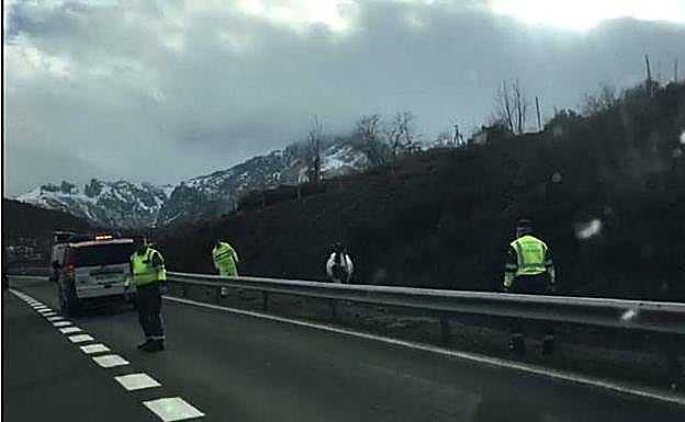 Imágen del caballo, controlado ya por los agentes de Tráfico.