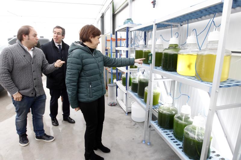 La alcaldesa de Gijón, Carmen Moriyón, y varios representantes municipales han visitado las instalaciones de la empresa Neoalgae, dedicada a la fabricación de diferentes productos a partir de algas.