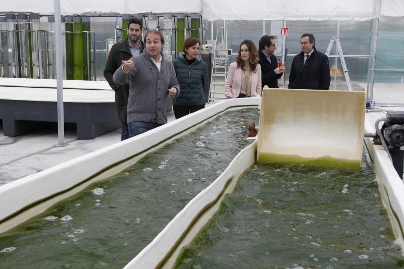 La alcaldesa de Gijón, Carmen Moriyón, y varios representantes municipales han visitado las instalaciones de la empresa Neoalgae, dedicada a la fabricación de diferentes productos a partir de algas.