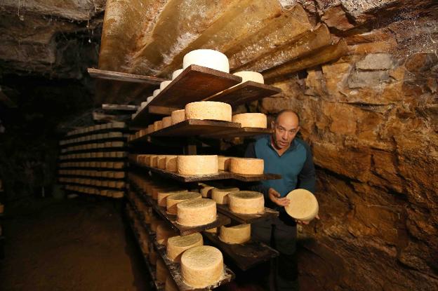 El veterano elaborador de queso Cabrales Pepe Bada muestra algunas de sus piezas en la cueva de Concha Parda. 