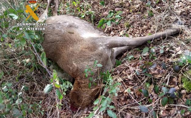 El venado, decapitado por el cazador furtivo.