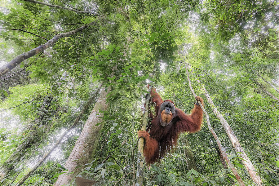 WILD SUMATRAN ORANGUTAN - Ganador: Biodiversidad