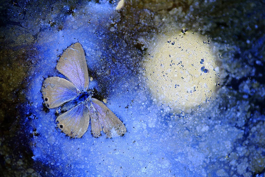 EL ÚLTIMO VUELO - Ganador: El Mundo de los más Pequeños