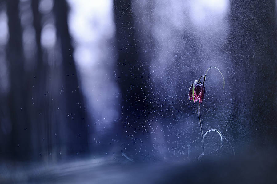 UNDER THE RAIN - Mención de Honor: Mundo Vegetal