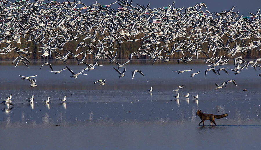 COMING - Mención de Honor: Biodiversidad