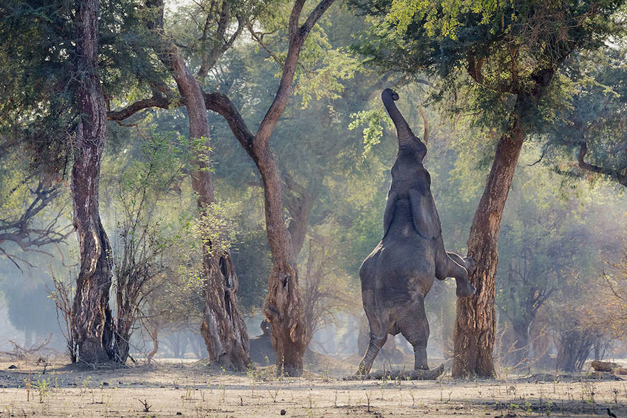 I WISH I WERE A GIRAFFE - Mención de Honor: Biodiversidad