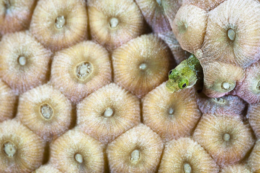 CAN YOU SEE ME - Mención de Honor: El Mundo de los más Pequeños