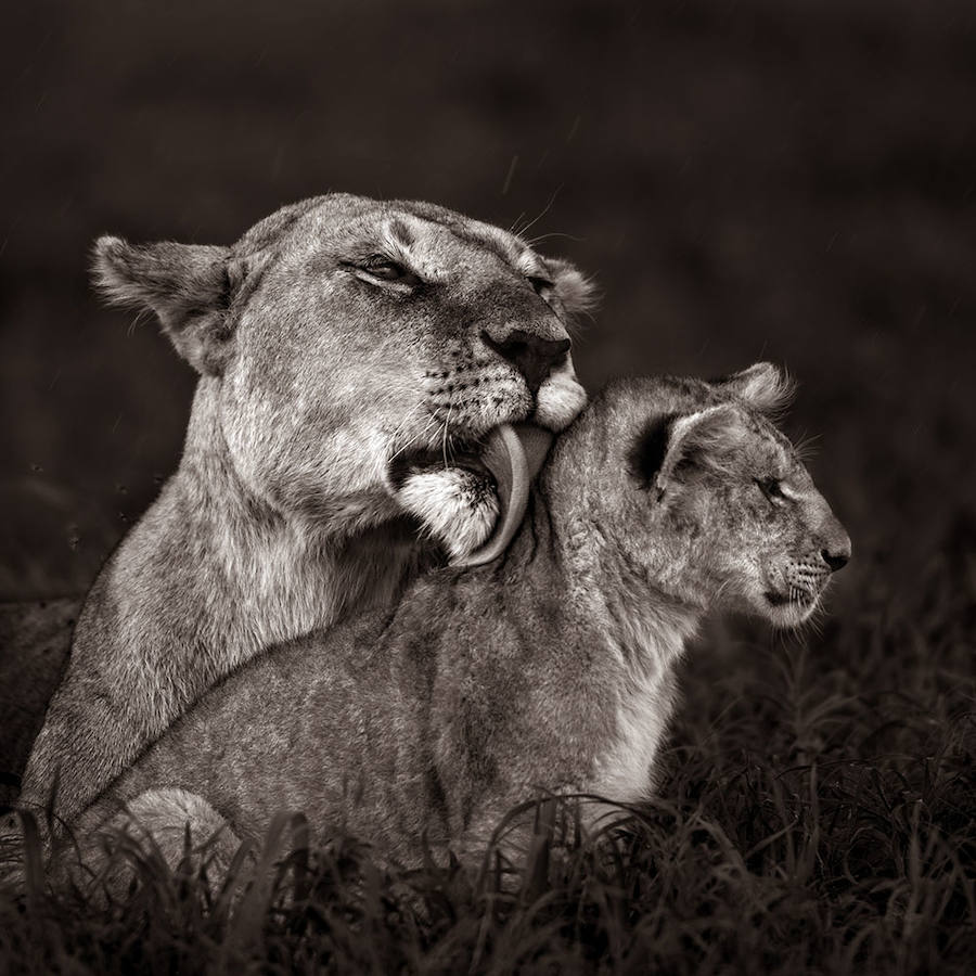 CLEANING THE CUB UNDER LIGHT RAIN - Ganador: Mundo Animal