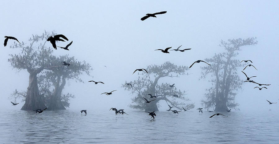 CORMORANTS AND FOG - Ganador: Mundo de las Aves