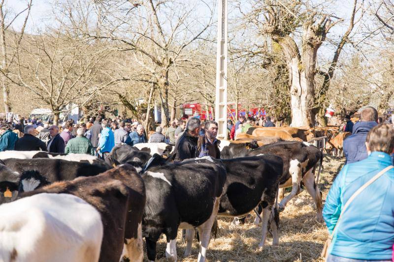 10.000 personas acudieron a esta cita anual de la localidad canguesa, en la que las reses más demandadas fueron las vacas de valles con cría.