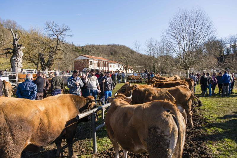 10.000 personas acudieron a esta cita anual de la localidad canguesa, en la que las reses más demandadas fueron las vacas de valles con cría.