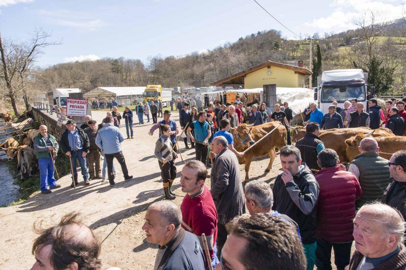 10.000 personas acudieron a esta cita anual de la localidad canguesa, en la que las reses más demandadas fueron las vacas de valles con cría.