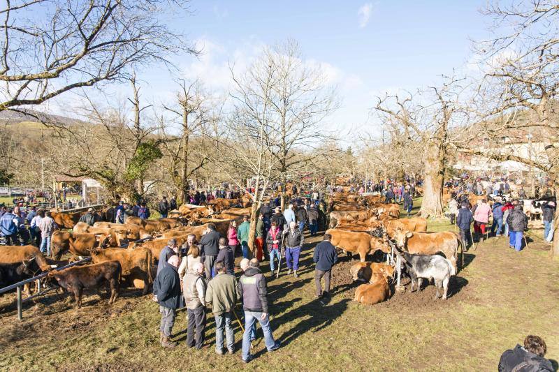 10.000 personas acudieron a esta cita anual de la localidad canguesa, en la que las reses más demandadas fueron las vacas de valles con cría.