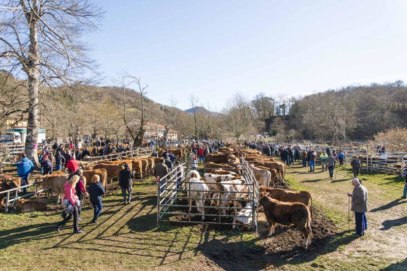 10.000 personas acudieron a esta cita anual de la localidad canguesa, en la que las reses más demandadas fueron las vacas de valles con cría.