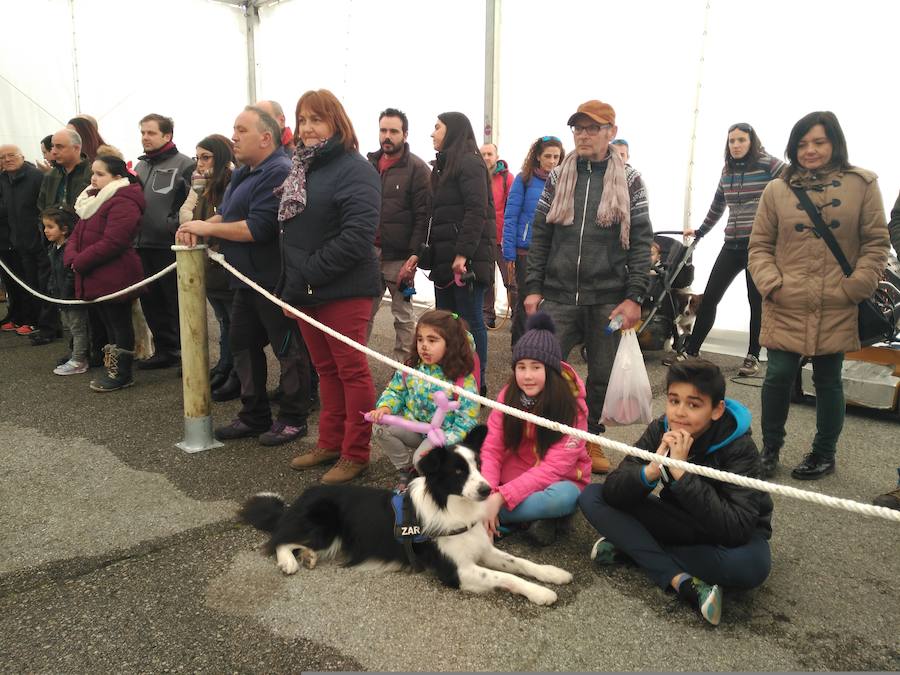 El recinto ferial de Tineo acoge la XXIV edición de la Feria del Perro, un evento convertido ya en referente dentro del panorama regional y nacional