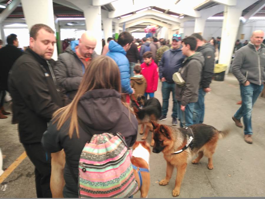 El recinto ferial de Tineo acoge la XXIV edición de la Feria del Perro, un evento convertido ya en referente dentro del panorama regional y nacional