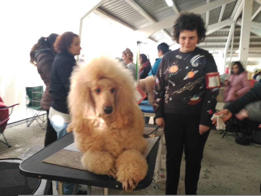 El recinto ferial de Tineo acoge la XXIV edición de la Feria del Perro, un evento convertido ya en referente dentro del panorama regional y nacional