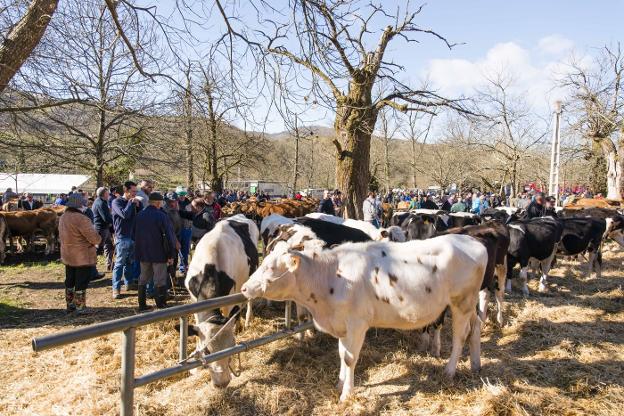 La tradicional feria de Corao volvió a atraer a miles de personas y sirvió de escenario para la venta de cientos de animales. 